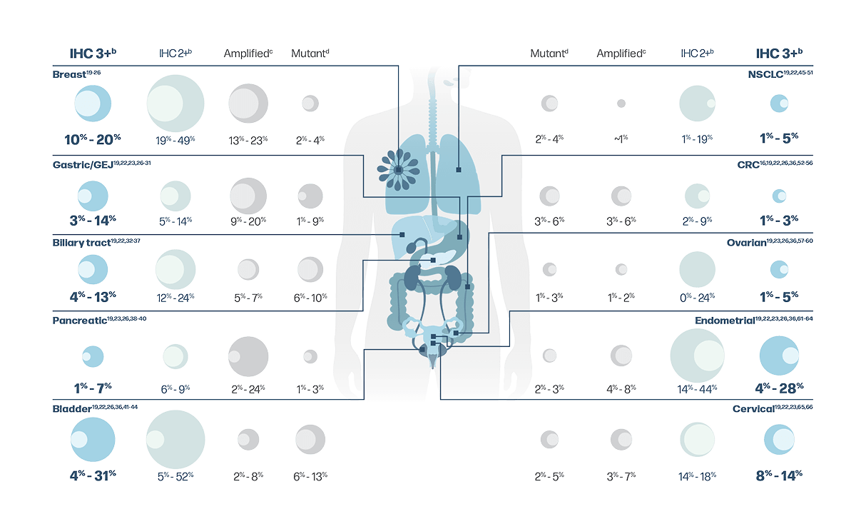 Prevalence of HER2 Alterations Across Solid Tumors